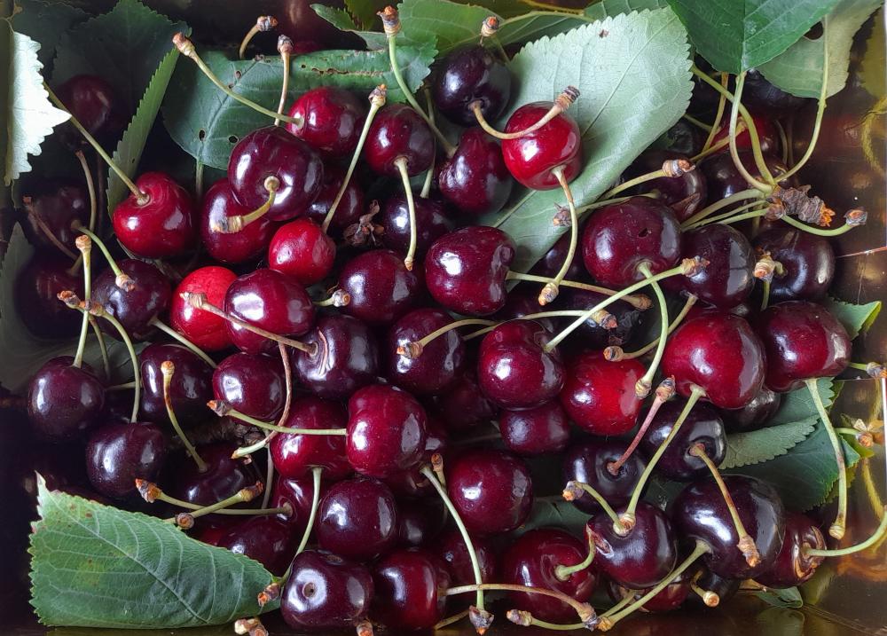 Ventiquattro Cultivar antiche recuperate nel casentino