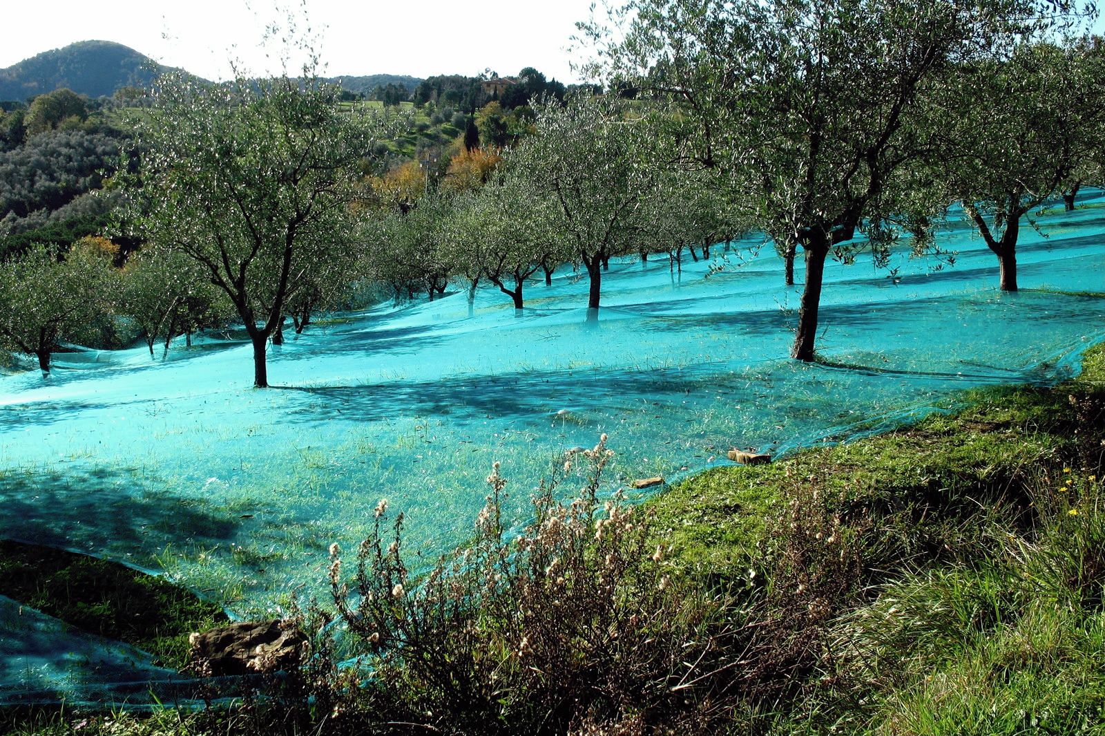 La Regione dispone l'aumento di piante a ettaro per gli oliveti a valenza paesaggistica