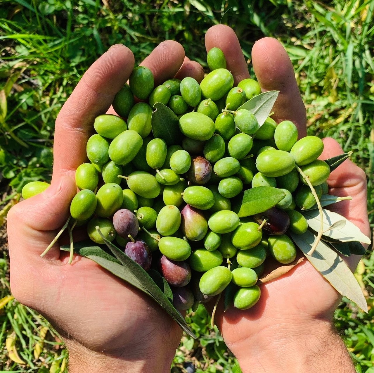 Olivicoltura, oltre 1,2 mln di euro di contributi Ue per programmi organizzazioni produttori