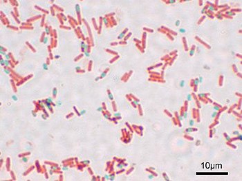 Laboratori di analisi più efficienti grazie alla nuova Rete delle microbiologie