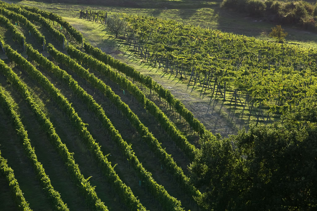 Vino, dal 15 febbraio si può richiedere l’autorizzazione per impiantare nuovi vigneti