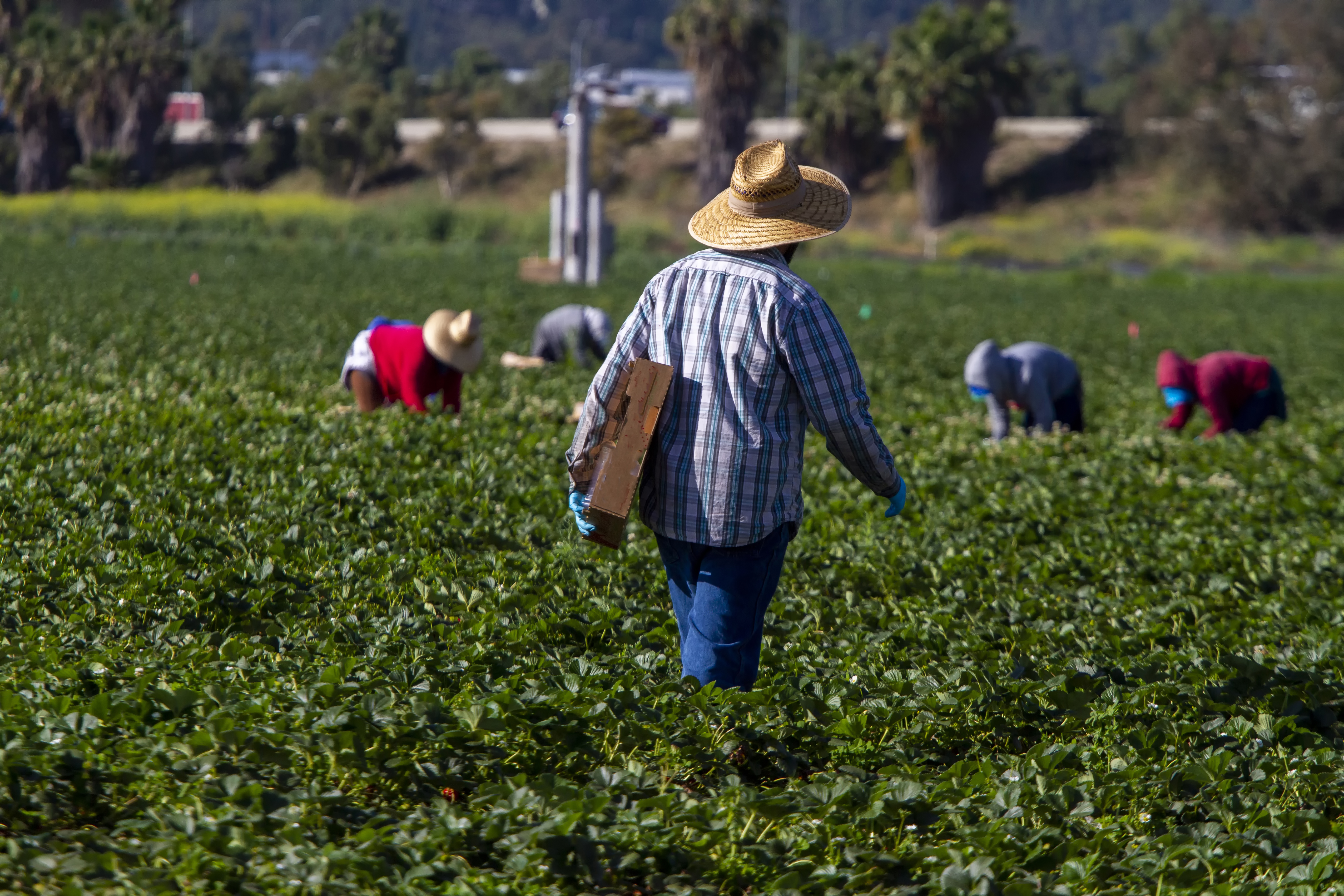 Prorogato di un anno il protocollo sperimentale contro il caporalato in agricoltura