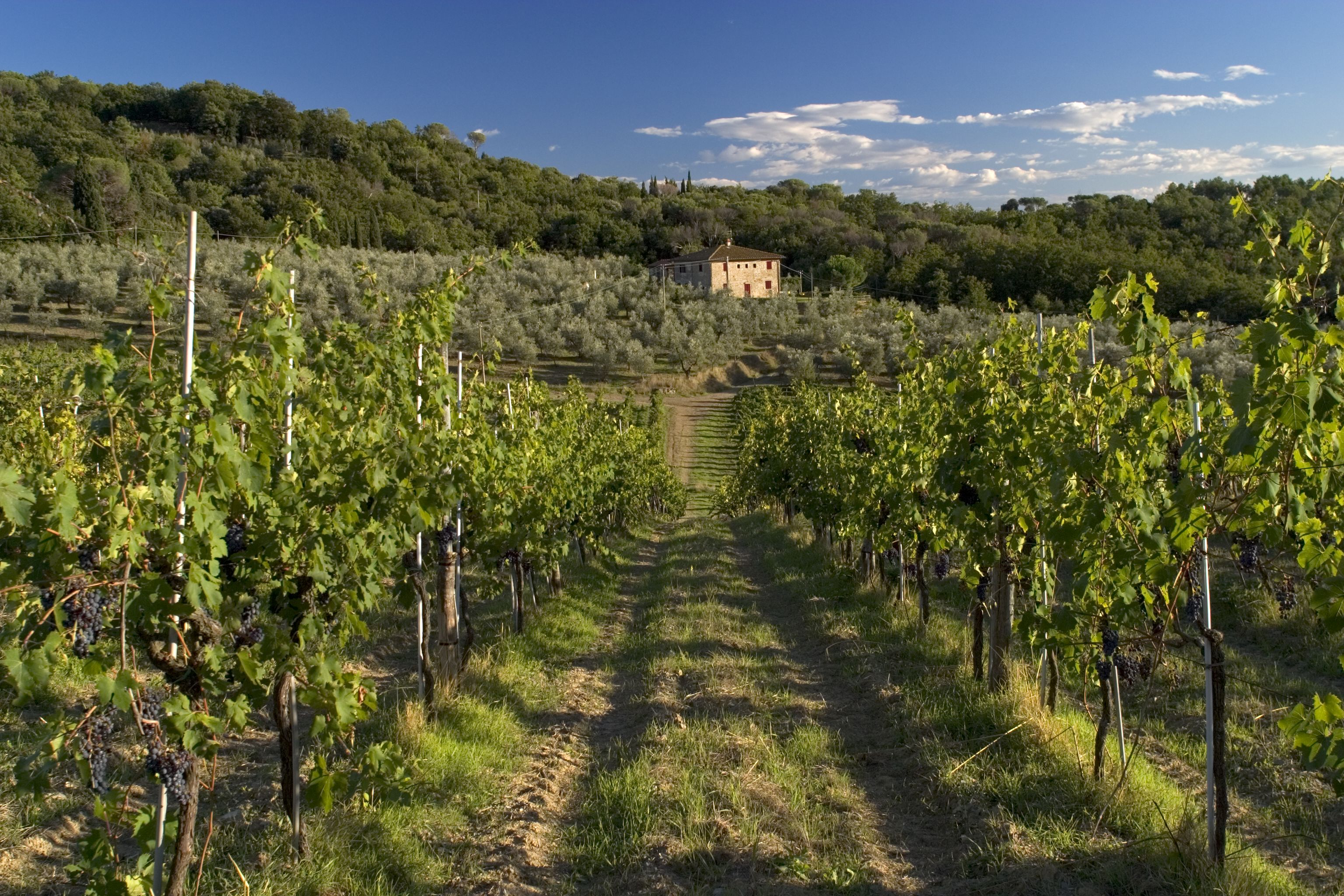 Promozione all'estero e interventi sui vigneti: 6 milioni in più per i viticoltori toscani