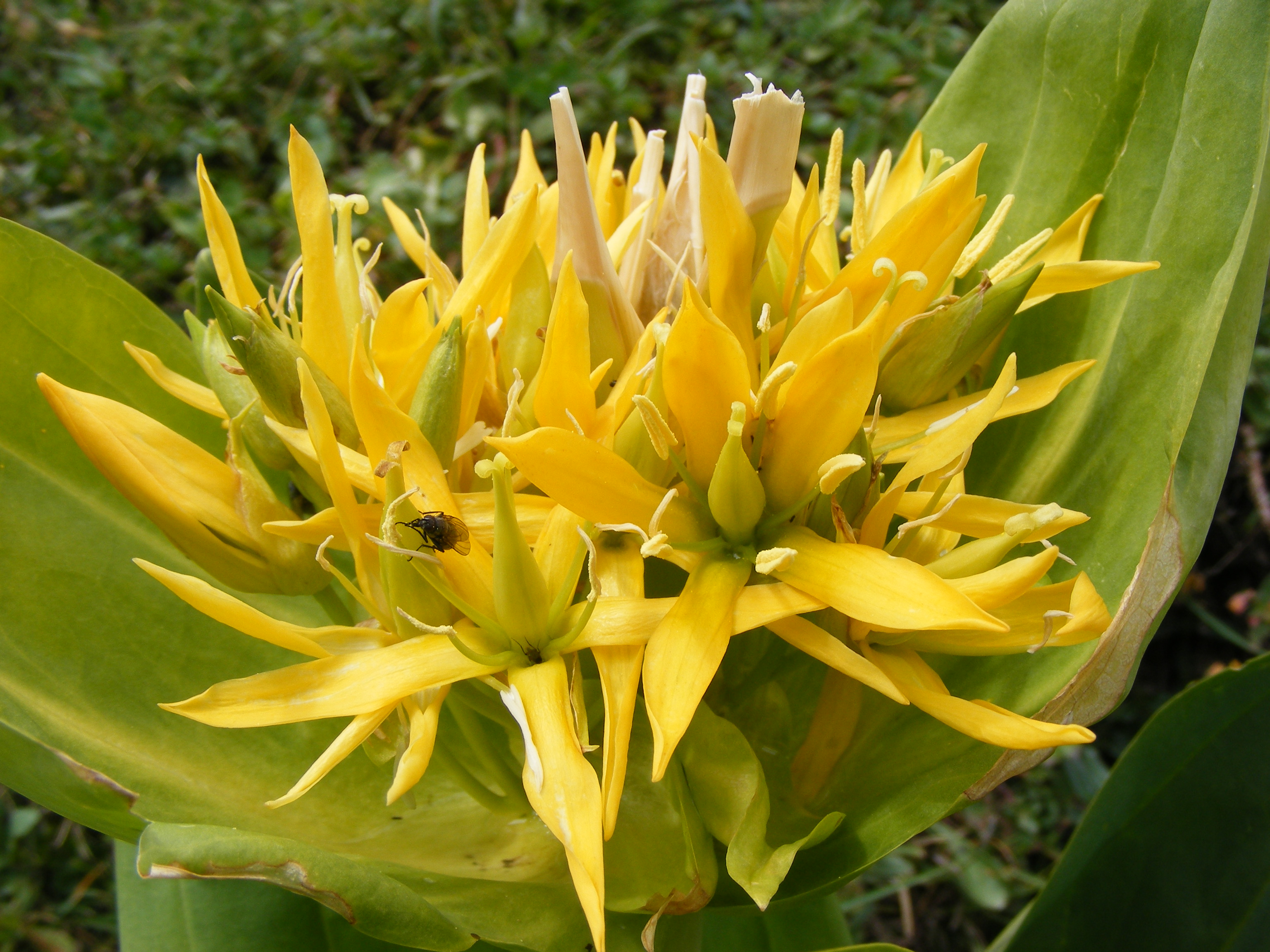 Piante officinali, arrivano le disposizioni per raccoglierle e trattarle