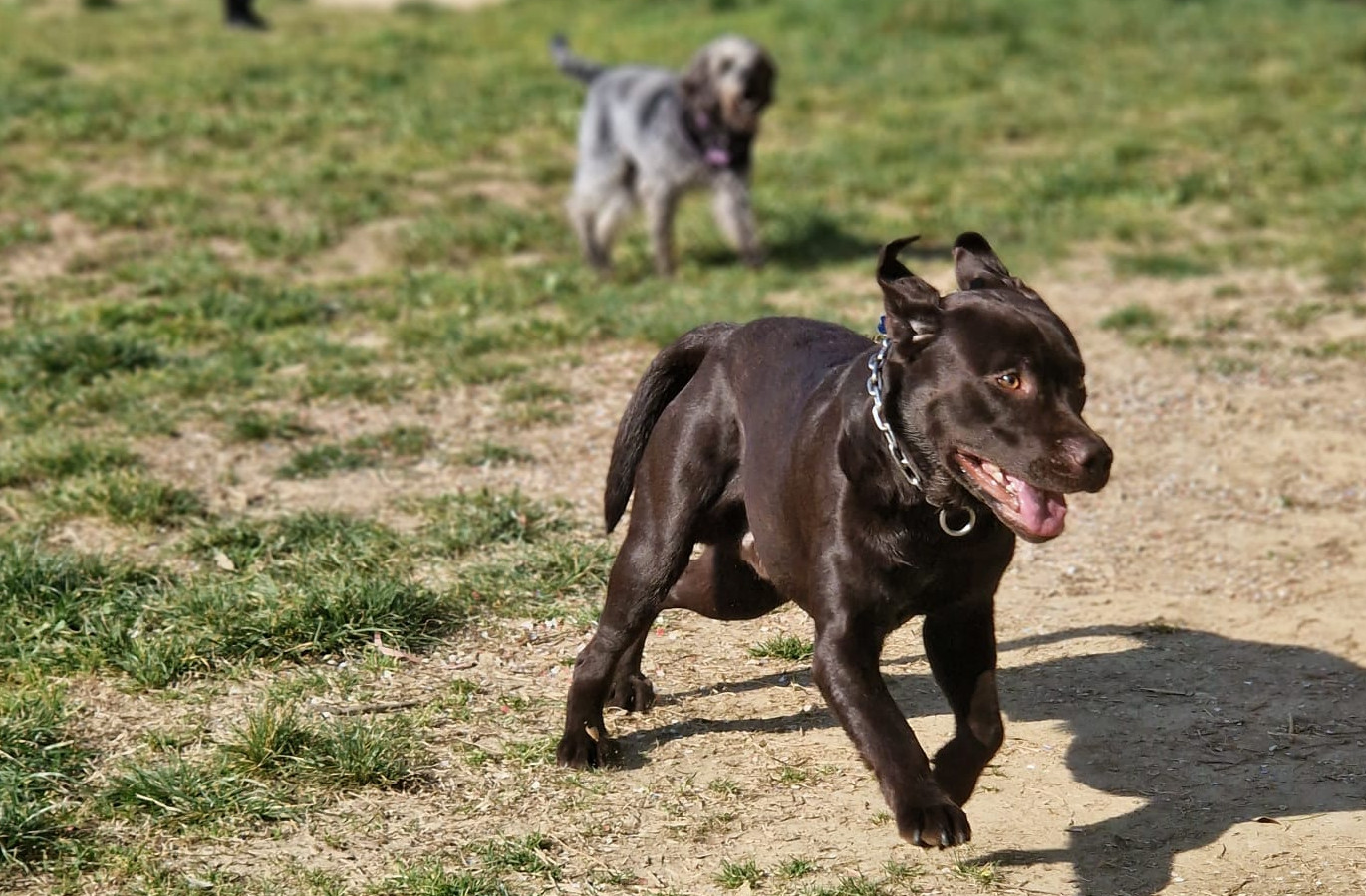 Rischio incendi, vietato tenere cani alla catena: ordinanza del presidente della Regione