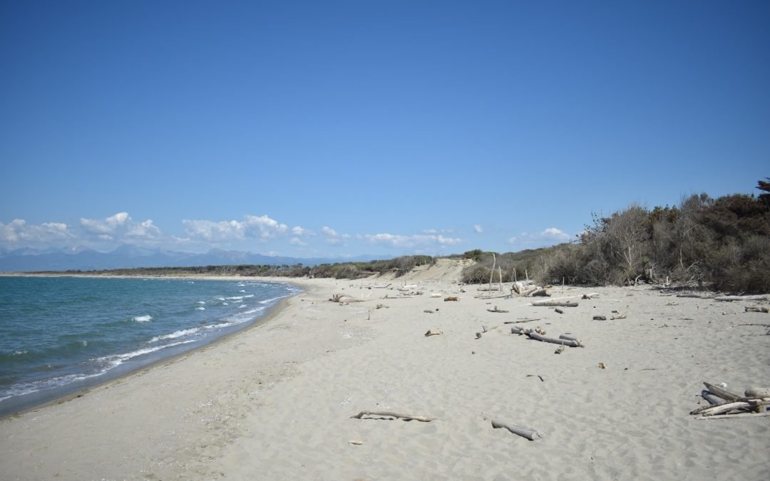 San Rossore, pulizia della spiaggia del Gombo domenica 24 ottobre  