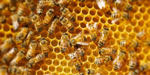 La Regione richiede 1,2 milioni per il 2023 per tutela e rilancio apicoltura toscana