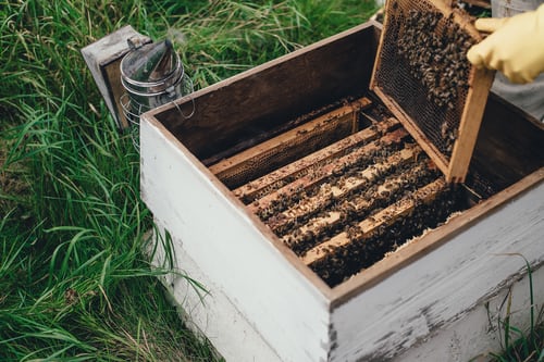 Aiuti agli apicoltori: al via due bandi per 310 mila euro  