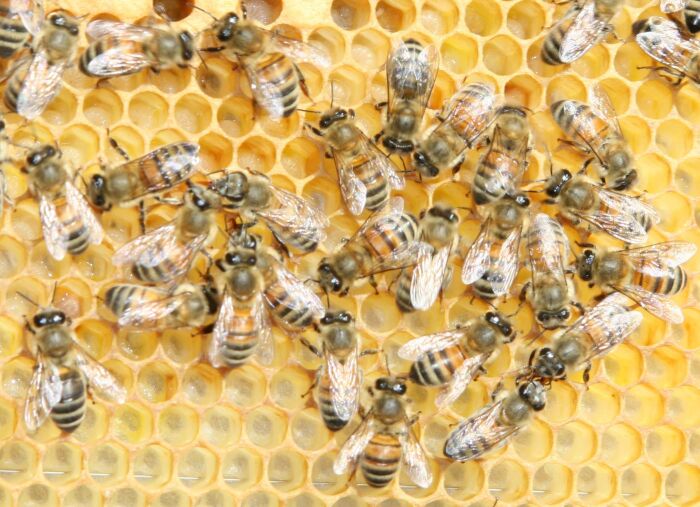 Interventi strutturali in apicoltura, usciti i bandi 2024 per oltre 1 milione di euro