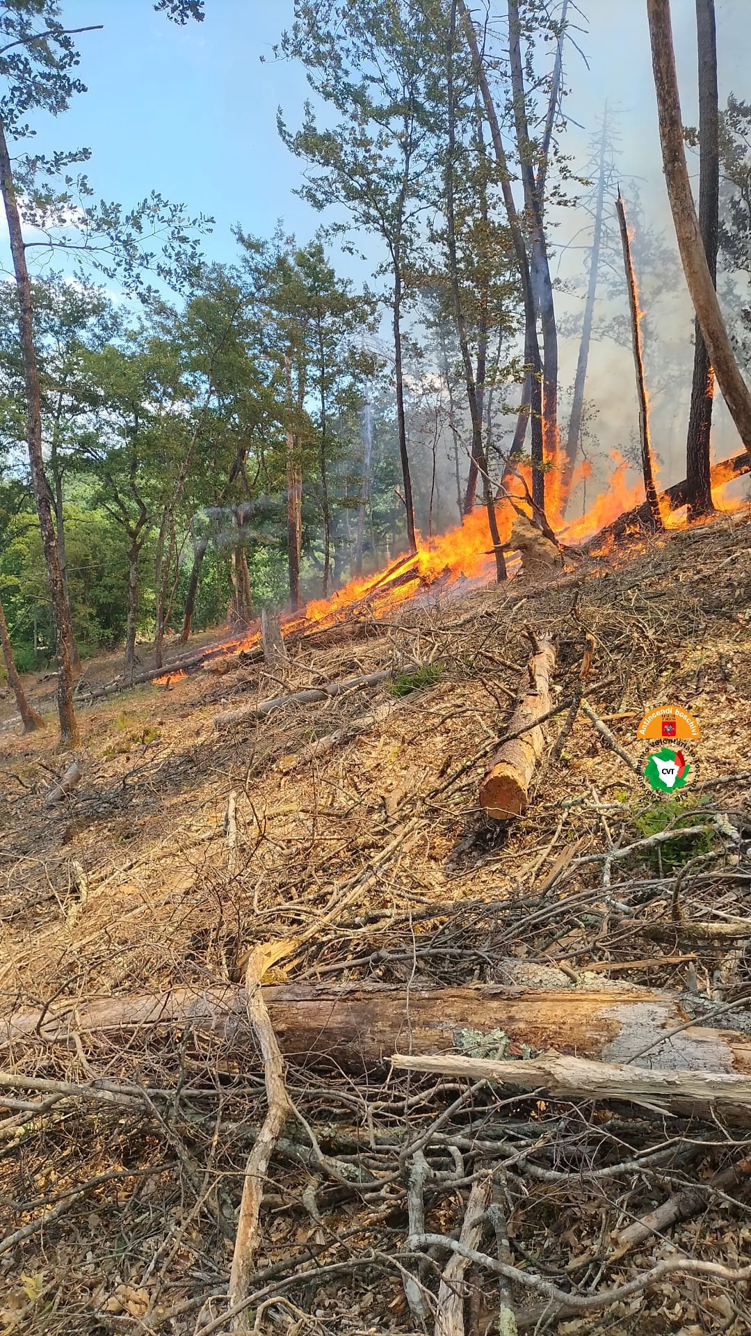 Immagine A fuoco un bosco a Campoforte di Lucignano (Ar) 