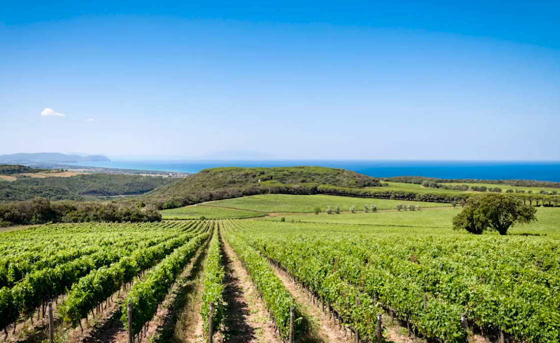 Vino, aumenta di 1 milione il contributo alle aziende toscane per la misura Investimenti
