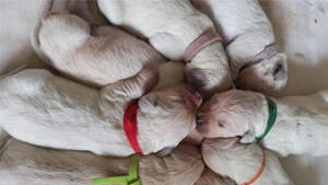 Scuola cani guida cerca famiglie per nove cuccioli