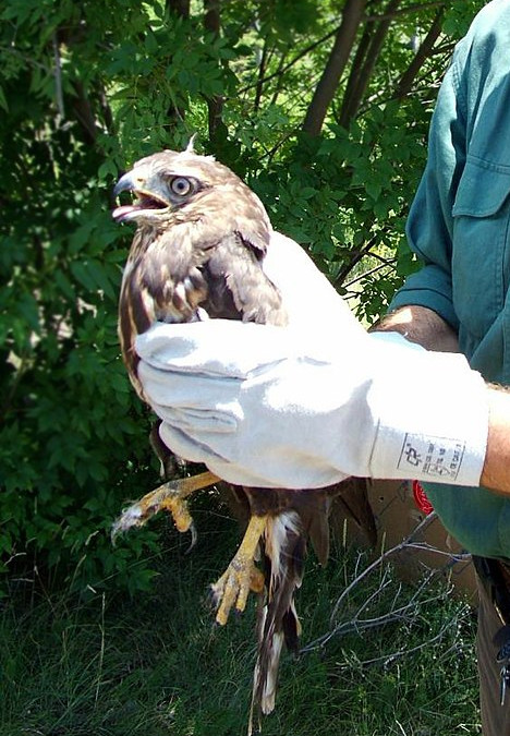 Soccorso a fauna selvatica in difficoltà, confermato affidamento ad Asl Toscana Centro