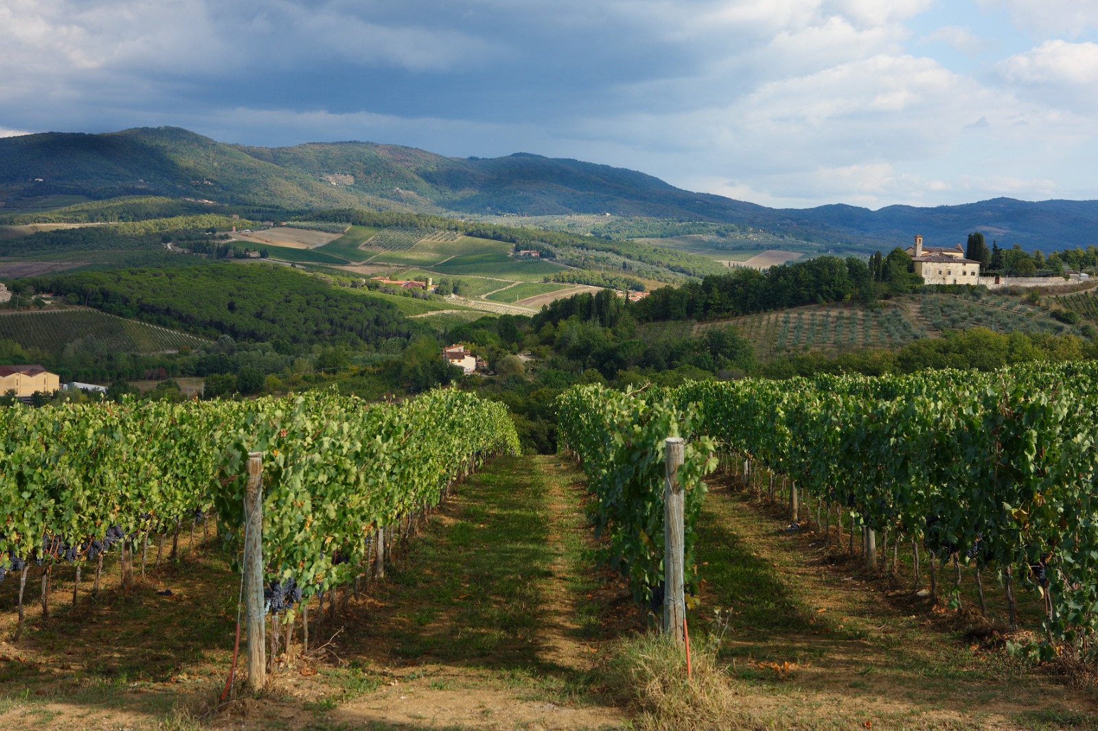 Ulteriori 3,6 milioni per la ristrutturazione dei vigneti sulla campagna 2021/22
