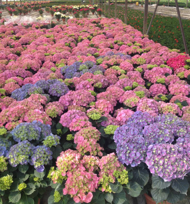 Per San Valentino debutta il marchio “Fiori italiani”. Conferenza stampa mercoledì 14 ore 12