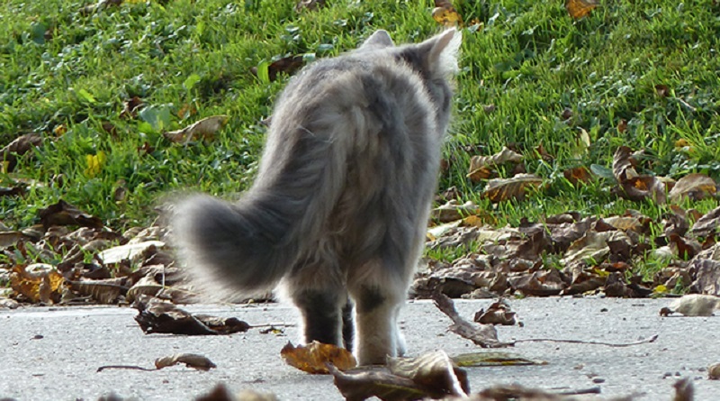 Gatto morde proprietaria ad Arezzo, Ministero salute costituisce gruppo tecnico scientifico per approfondimenti