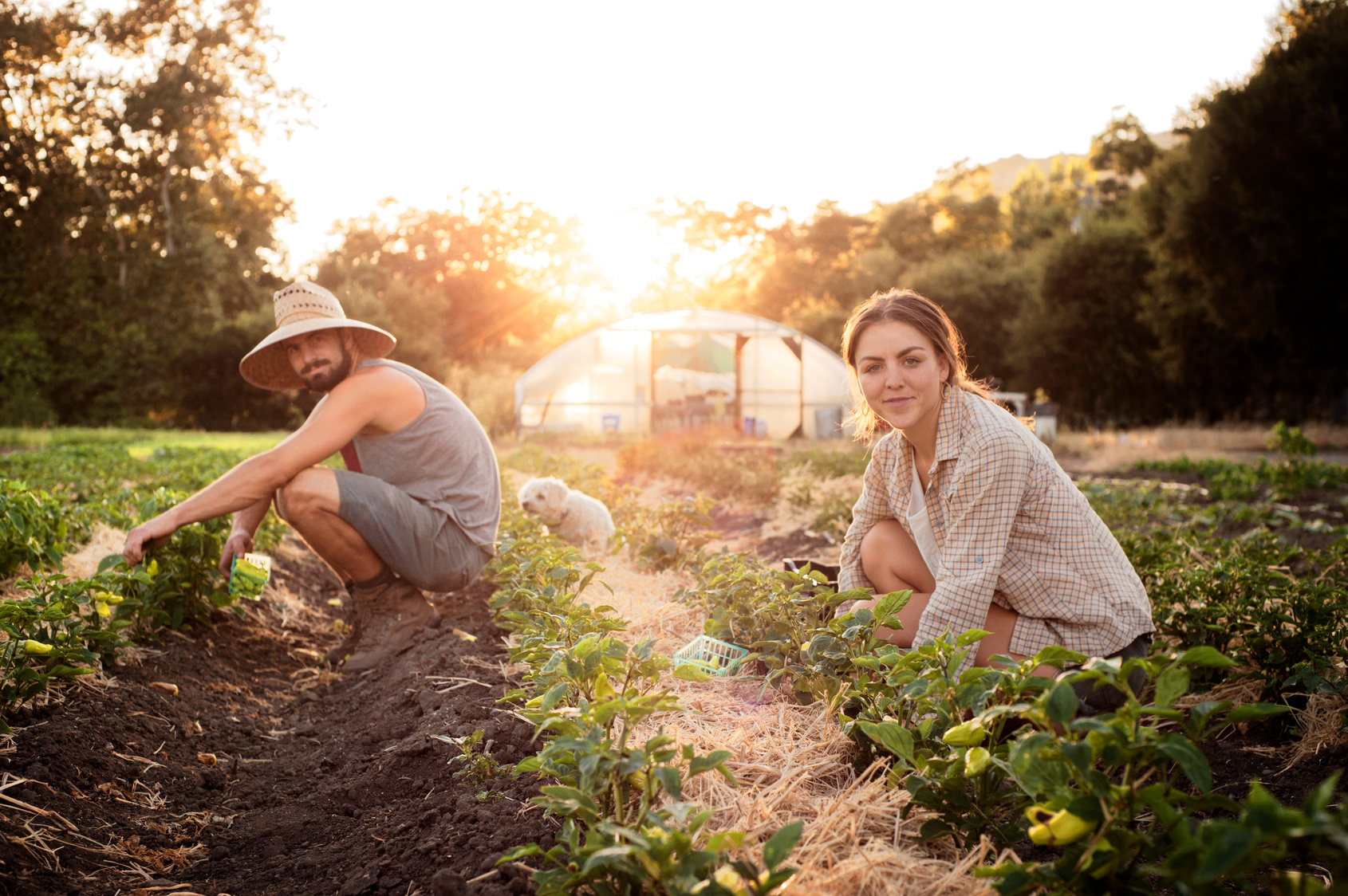 Giovani agricoltori, pubblicato il bando da 3,2 milioni per favorire l’imprenditoria