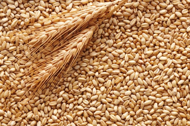 Agrobiodiversità, Toscana e Liguria recuperano il frumento tenero “Avanzi 3-Grano 23”