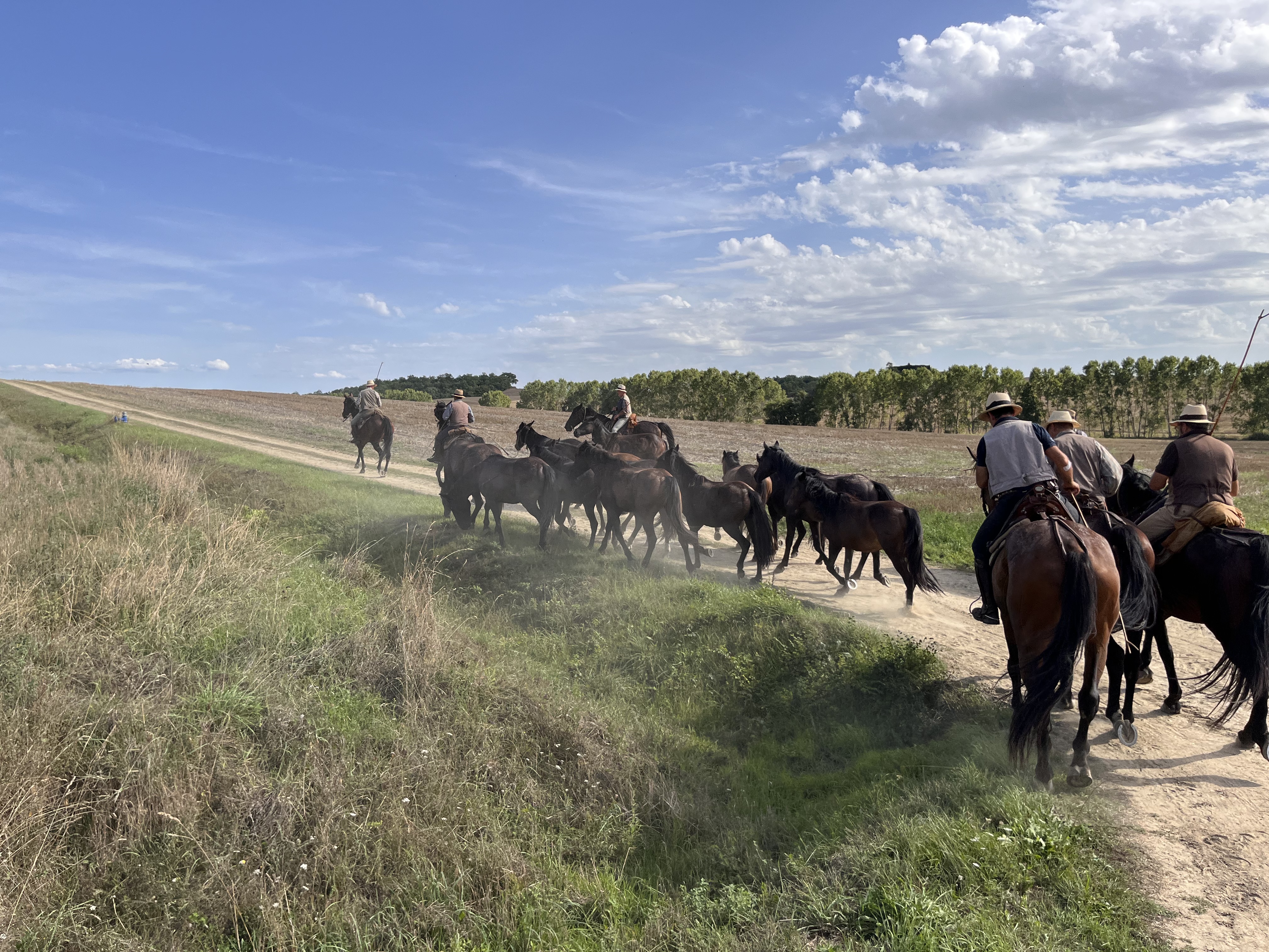 Transumanza, due giorni in Maremma a tu per tu con la storica pratica di pastori e butteri