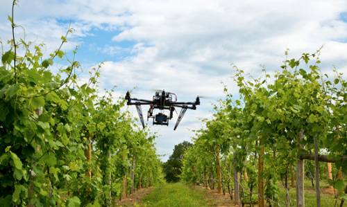 Agricoltura, al via il bando su partenariati di supporto a innovazione