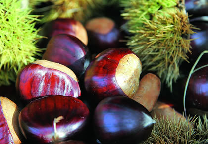 Castagne e marroni della Toscana: rivista internazionale ne esalta le qualità nutriceutiche