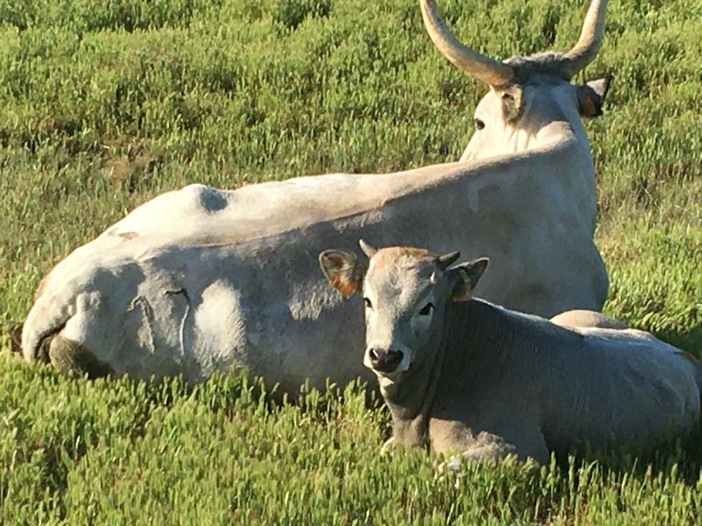 Acquisto animali riproduttori, prorogato a 15 aprile termine per presentare domanda sostegno