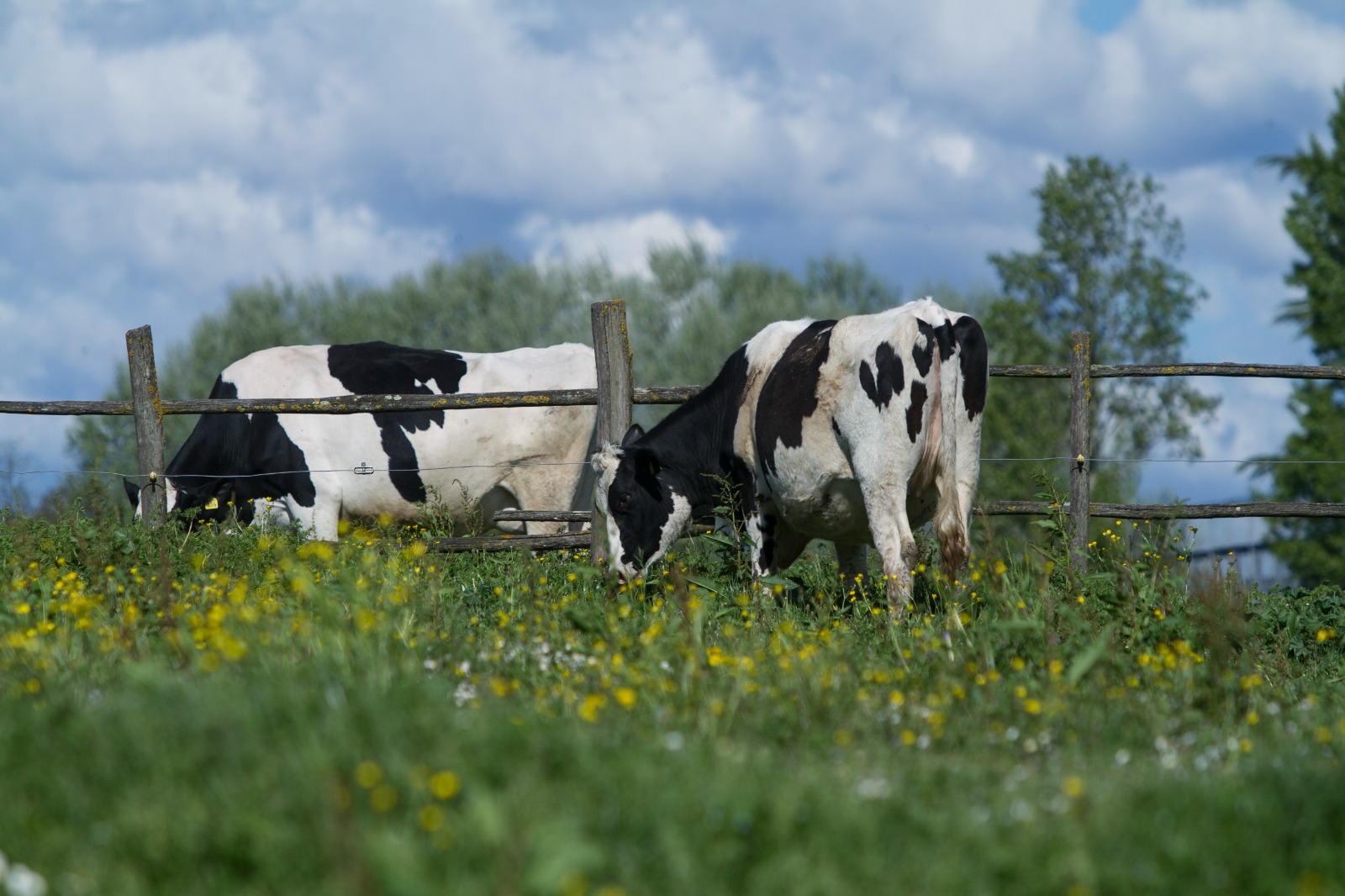 Costo del latte, al via monitoraggio. Produrre 100 litri costa agli allevatori oltre 53 euro