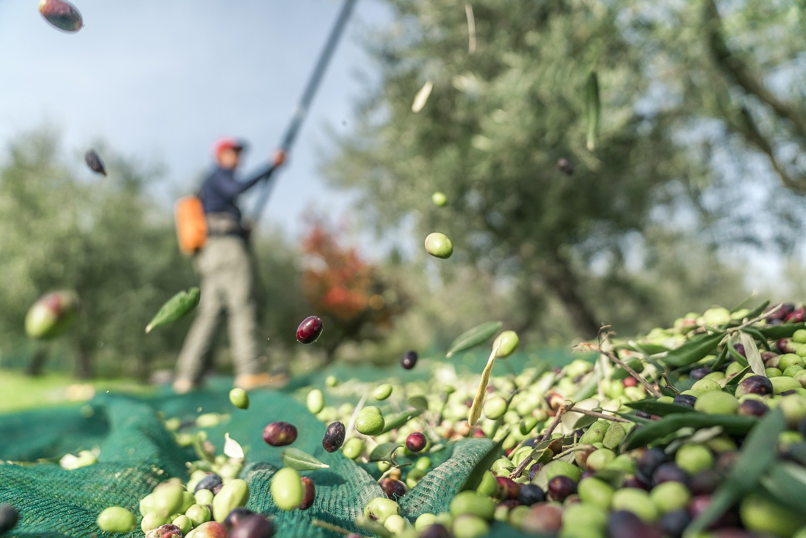 Competitività aziende agricole, bando da 70 milioni: termine ...