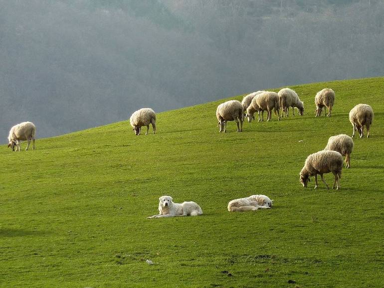 Danni da predazione, uscito il bando per gli indennizzi agli allevatori