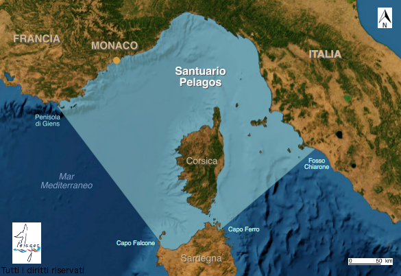 Sicurezza del Santuario dei cetacei, il 12 a Livorno l'evento finale del progetto Sicomar