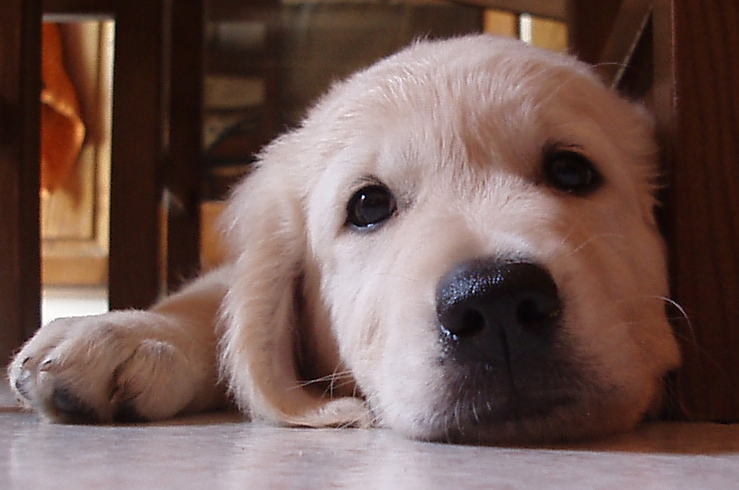 Adottate un cucciolo! L’invito della scuola cani guida per ciechi di Scandicci