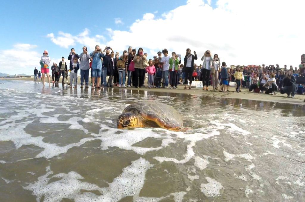 A Marina di Grosseto missione compiuta: le tartarughe Priscilla e Pompea tornano a nuotare