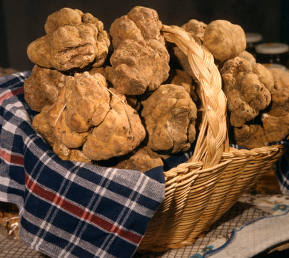 La ricerca del tartufo Patrimonio Unesco, Saccardi: “Un’altra perla per la Toscana”