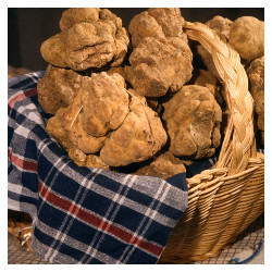 Agroalimentare, in arrivo la nuova legge sulla cerca e raccolta del tartufo