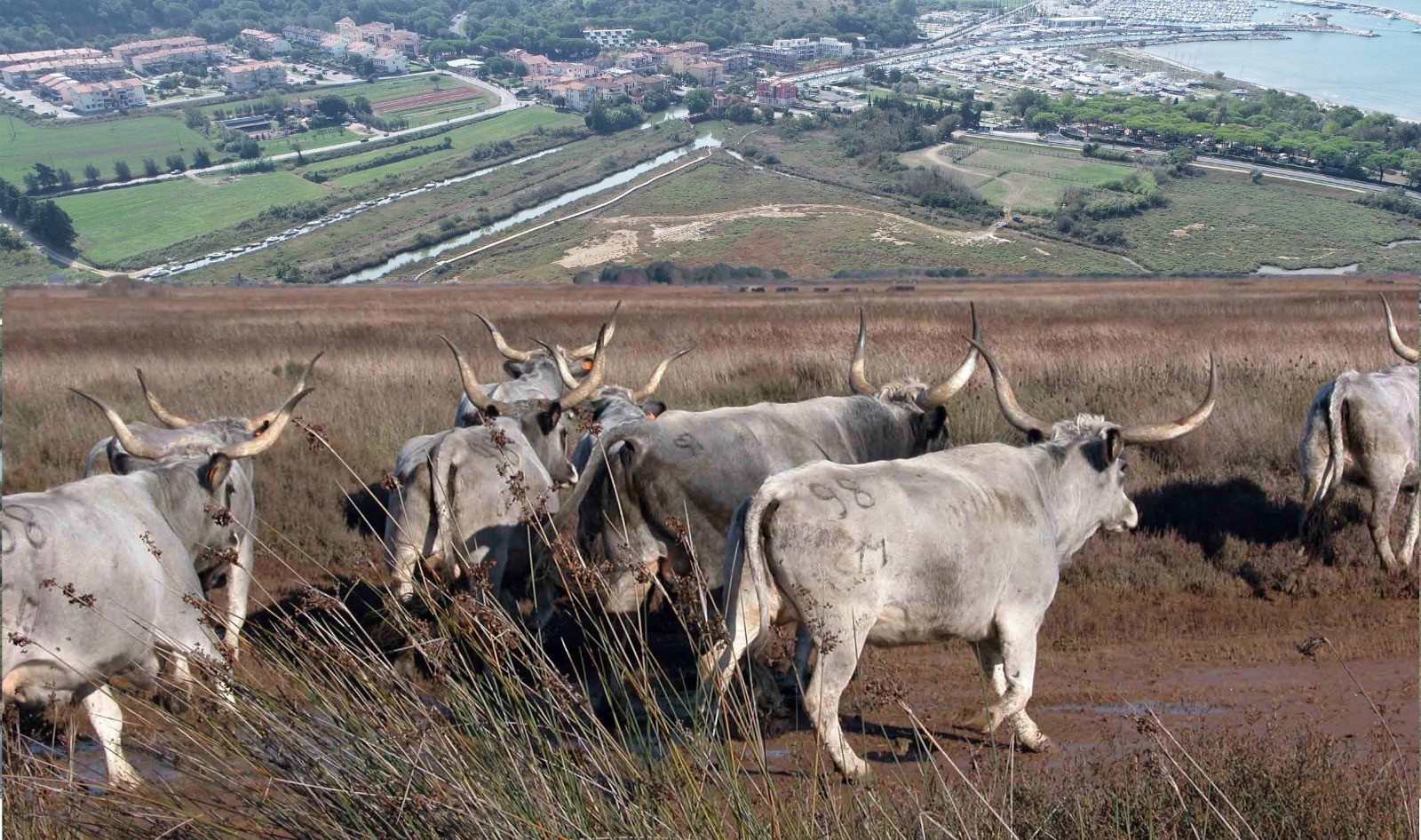 Agroalimentare, decise le modifiche al Psr su benessere animale e castanicoltura