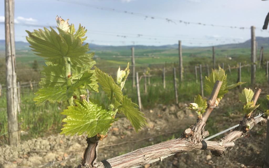 La Regione autorizza 859 viticoltori all'impianto di 620 ettari di nuovi vigneti