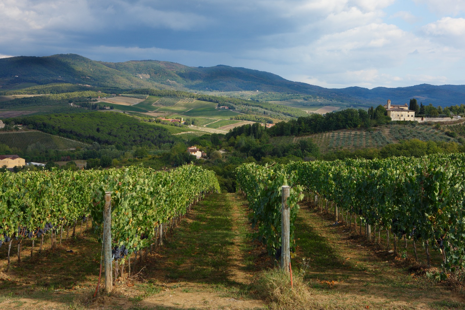 Via libera al piano di sostegno agli investimenti nella filiera vitivinicola toscana