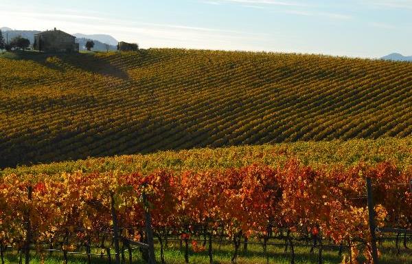 Agricoltura, carburante a costo agevolato per