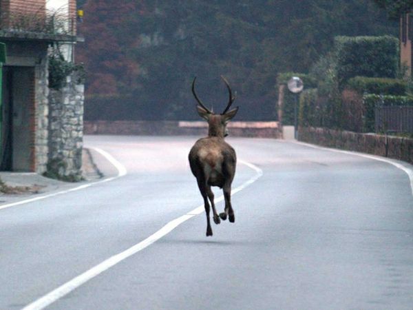Selvaggina sulle strade: campagna regionale per guida sicura