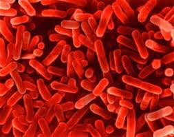 Legionella, controlli attivati