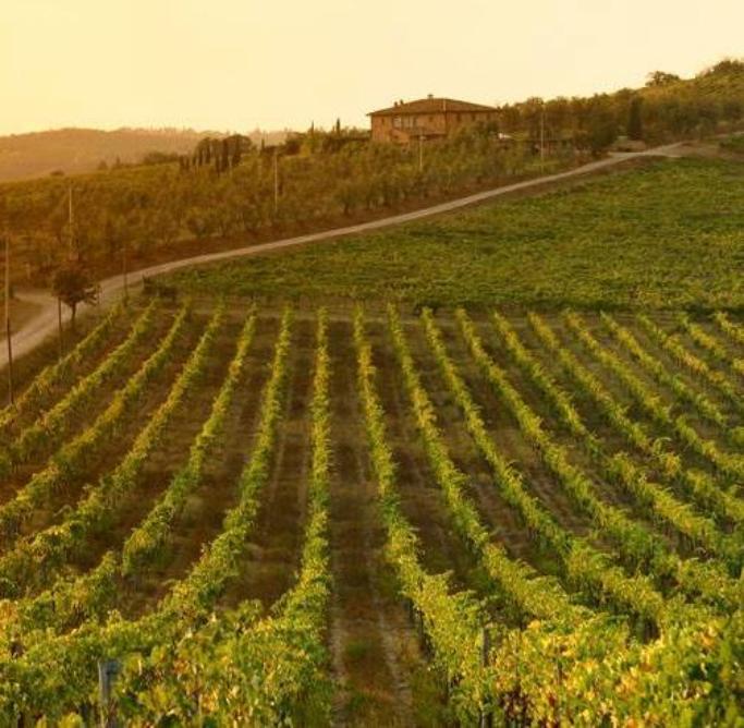 Vendemmia 2019, +10% in Toscana. Rossi: