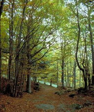 Domani ad Arezzo convegno sulla gestione delle foreste con l'assessore Salvadori
