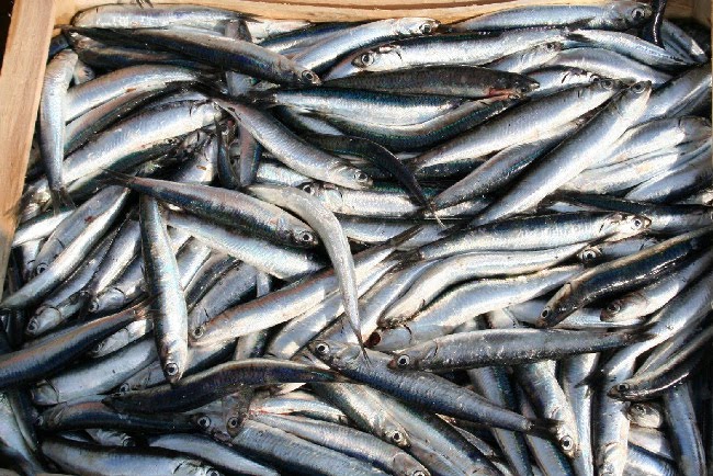 'Pesce dimenticato', a Viareggio con Salvadori e Scaletti il bilancio
