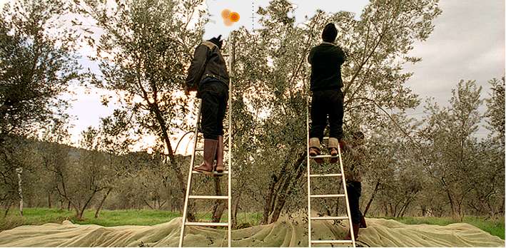 Olivo: in Toscana 100 mila ettari e 15 milioni di piante