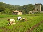 Giovanisì, boom del bando per nuove imprese agricole