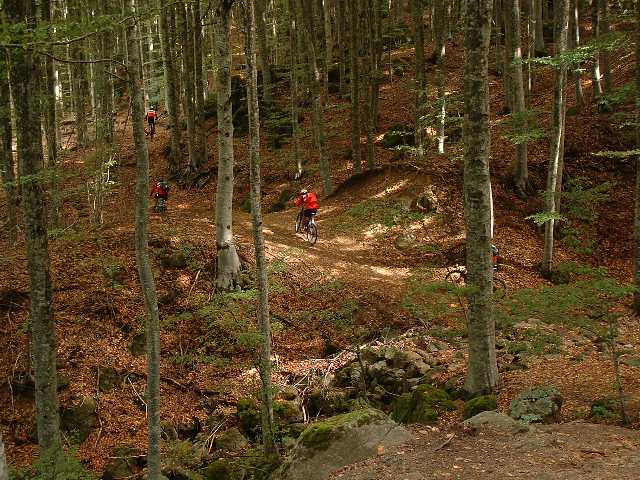 Approvato intervento da 9 milioni di euro per la salvaguardia delle foreste