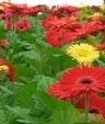 Floricoltura, domani incontro Cia a Viareggio. Partecipa Salvadori