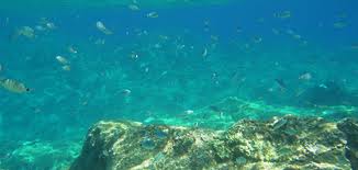 Plastiche e rifiuti in mare: i dati del monitoraggio Arpat