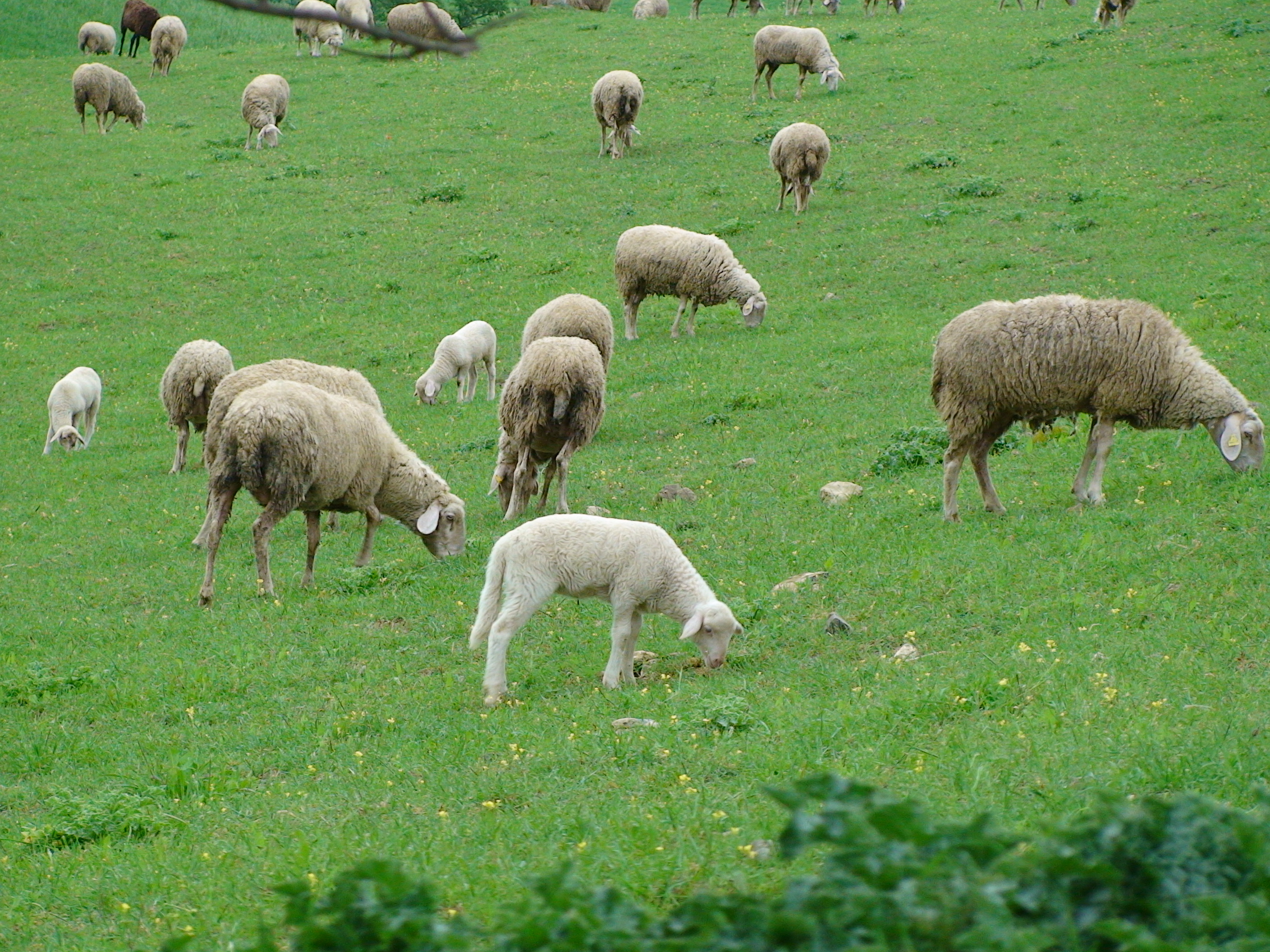 Zootecnica montana e biodiversità: workshop il 1 marzo a Castelnuovo Garfagnana (Lu)