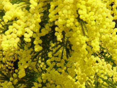 Agricoltura e Festa della Donna: domani Salvadori ad iniziative di Coldiretti e Cia a Firenze